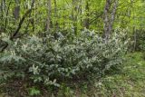 Lauro-cerasus officinalis. Цветущий кустарник. Краснодарский край, Апшеронский р-н, хр. Азиш-Тау, опушка букового леса, у лесной дороги. 24.05.2025.