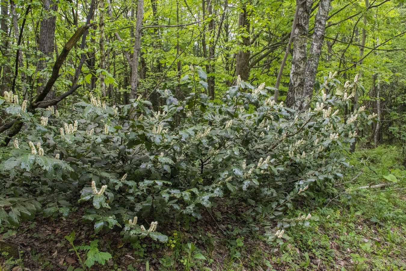 Image of Lauro-cerasus officinalis specimen.