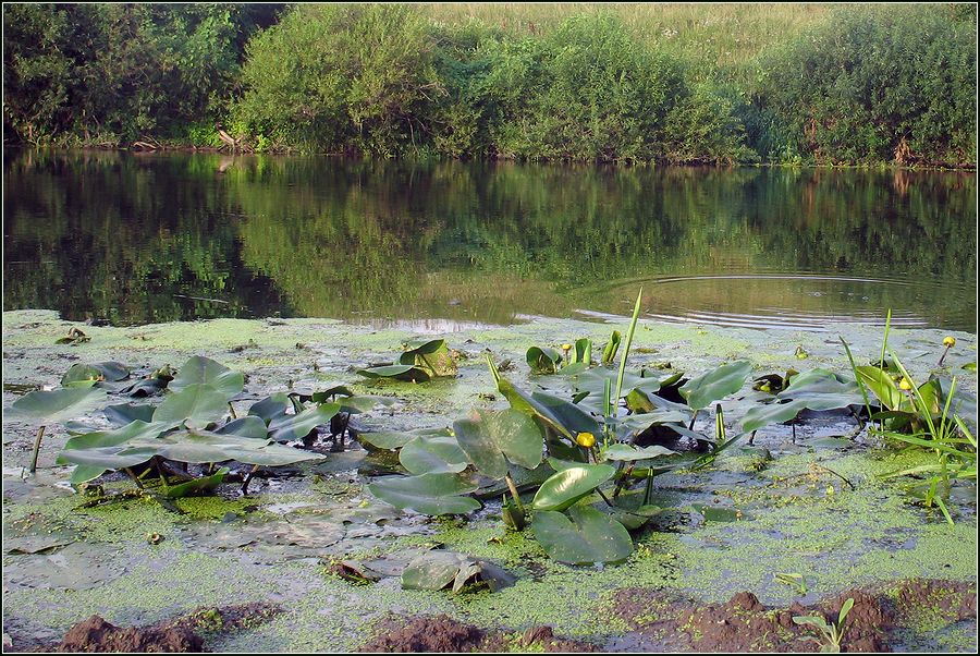 Image of Nuphar lutea specimen.