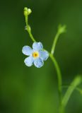 Image of taxon representative. Author is Вера Волкотруб