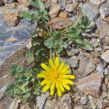 род Taraxacum