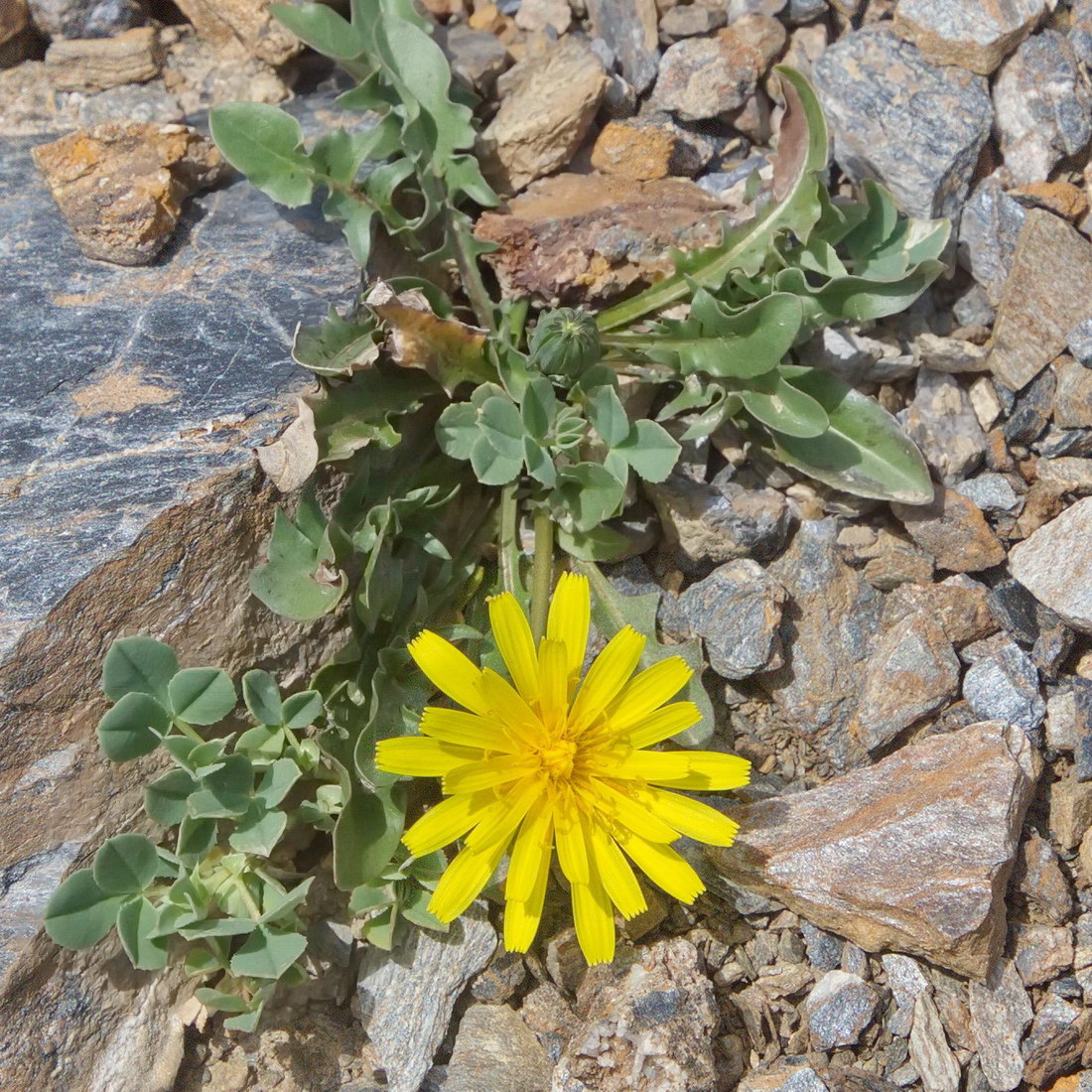 Image of genus Taraxacum specimen.
