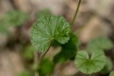 Malva neglecta. Лист. Краснодарский край, Отрадненский р-н, окр. хут. Ильич, дол. р. Кува, широколиственный лес, каменистый склон. 15.06.2025.