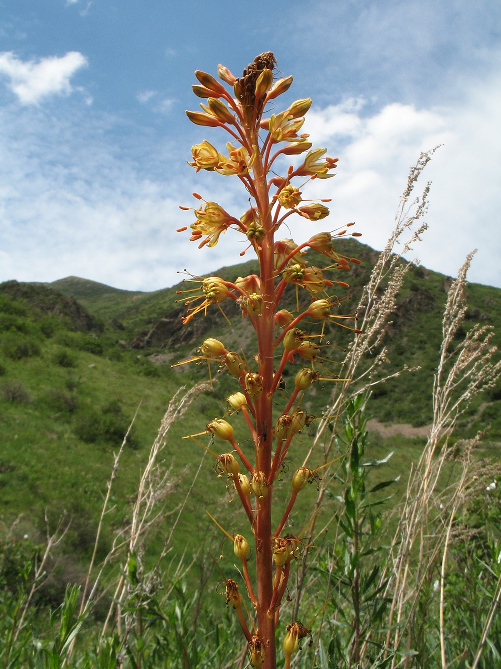 Image of genus Eremurus specimen.