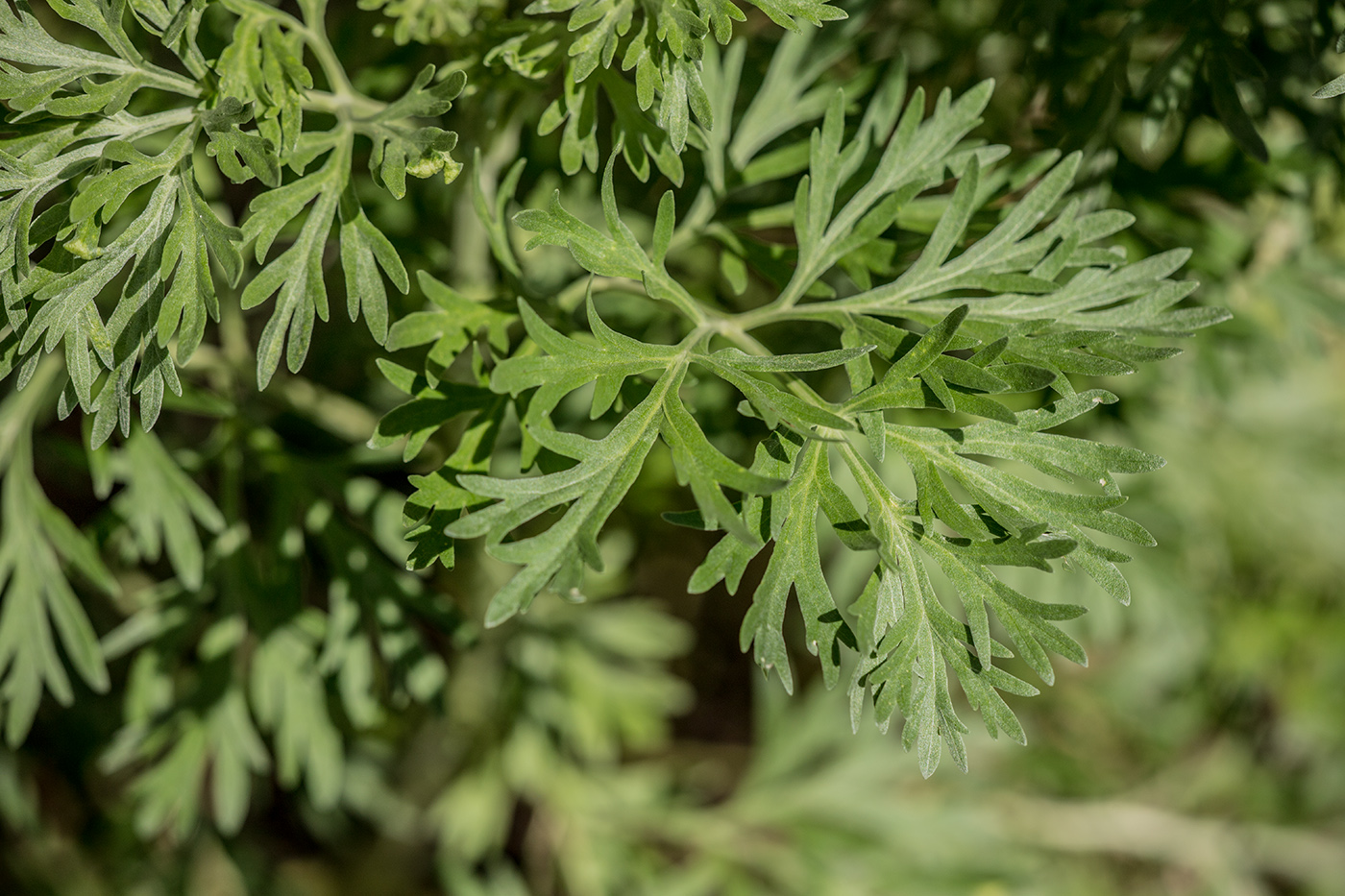 Image of Artemisia absinthium specimen.