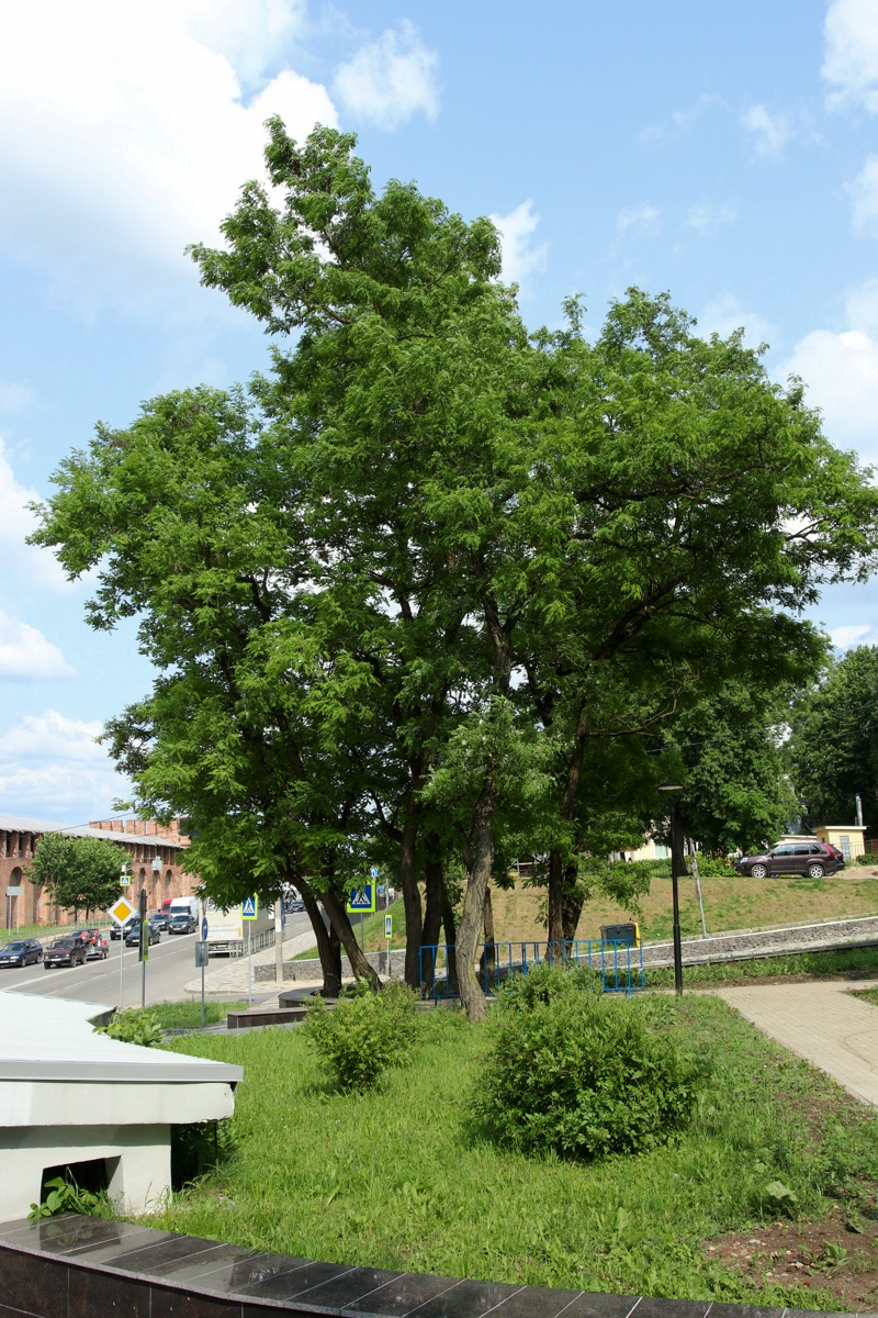 Image of Robinia pseudoacacia specimen.
