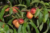 Persica vulgaris разновидность nectarina. Часть ветки с плодами. Израиль, г. Яффо, в культуре. 08.05.2025.