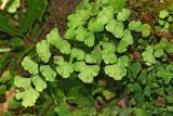 Adiantum capillus-veneris. Вайя. Республика Абхазия, окр. г. Новый Афон. 28.08.2009.