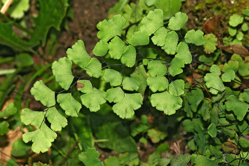 Изображение особи Adiantum capillus-veneris.