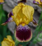genus Iris
