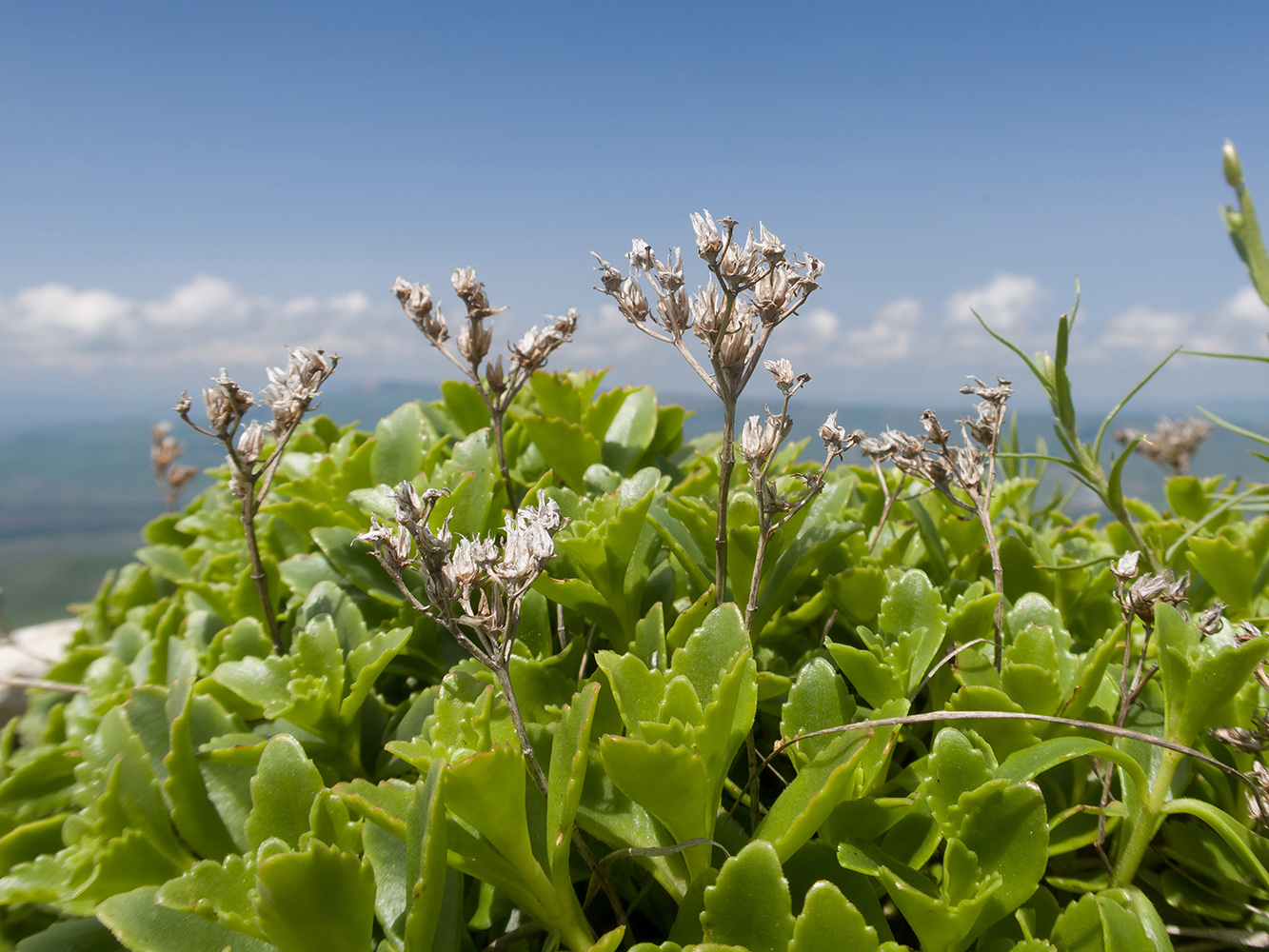 Изображение особи Sedum oppositifolium.