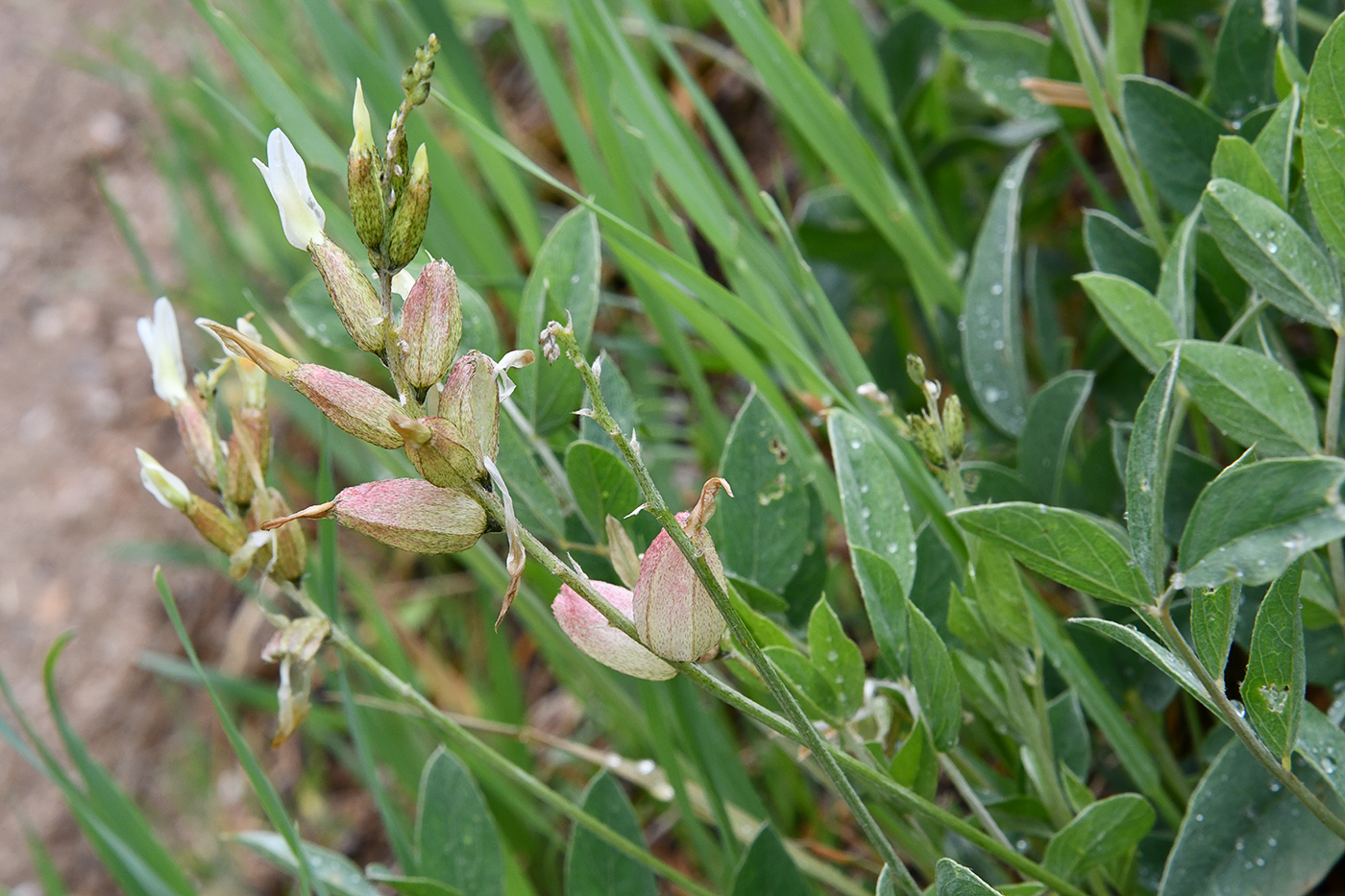 Image of Astragalus heterotrichus specimen.