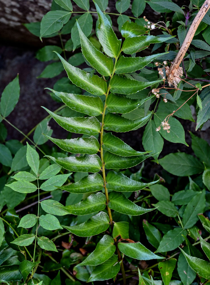 Изображение особи Cyrtomium falcatum.