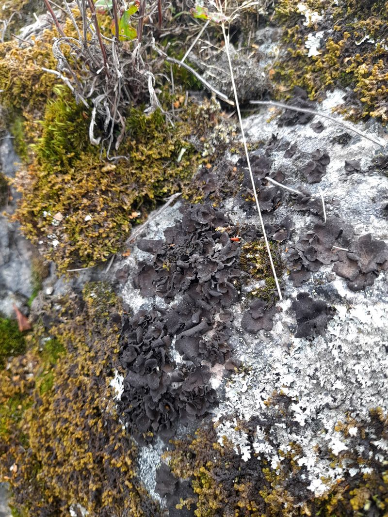 Image of Umbilicaria deusta specimen.