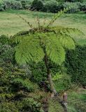 Cyathea cooperi. Вегетирующее растение. Португалия, Азорские о-ва, о-в Сан-Мигел, р-н Порту-Формозу, в культуре. 12.08.2025.