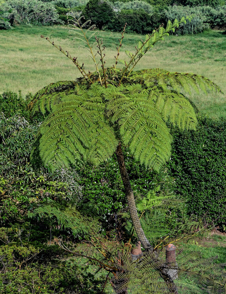 Image of Cyathea cooperi specimen.