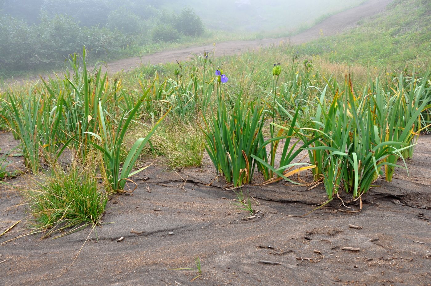Image of Iris setosa specimen.