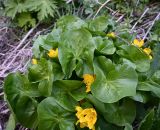 Caltha polypetala. Цветущее растение. Дагестан, Хунзахский р-н, горнолыжный курорт \"Матлас\", нижняя тропа, ок. 1800 м н.у.м., скальный грунт. 05.05.2025.