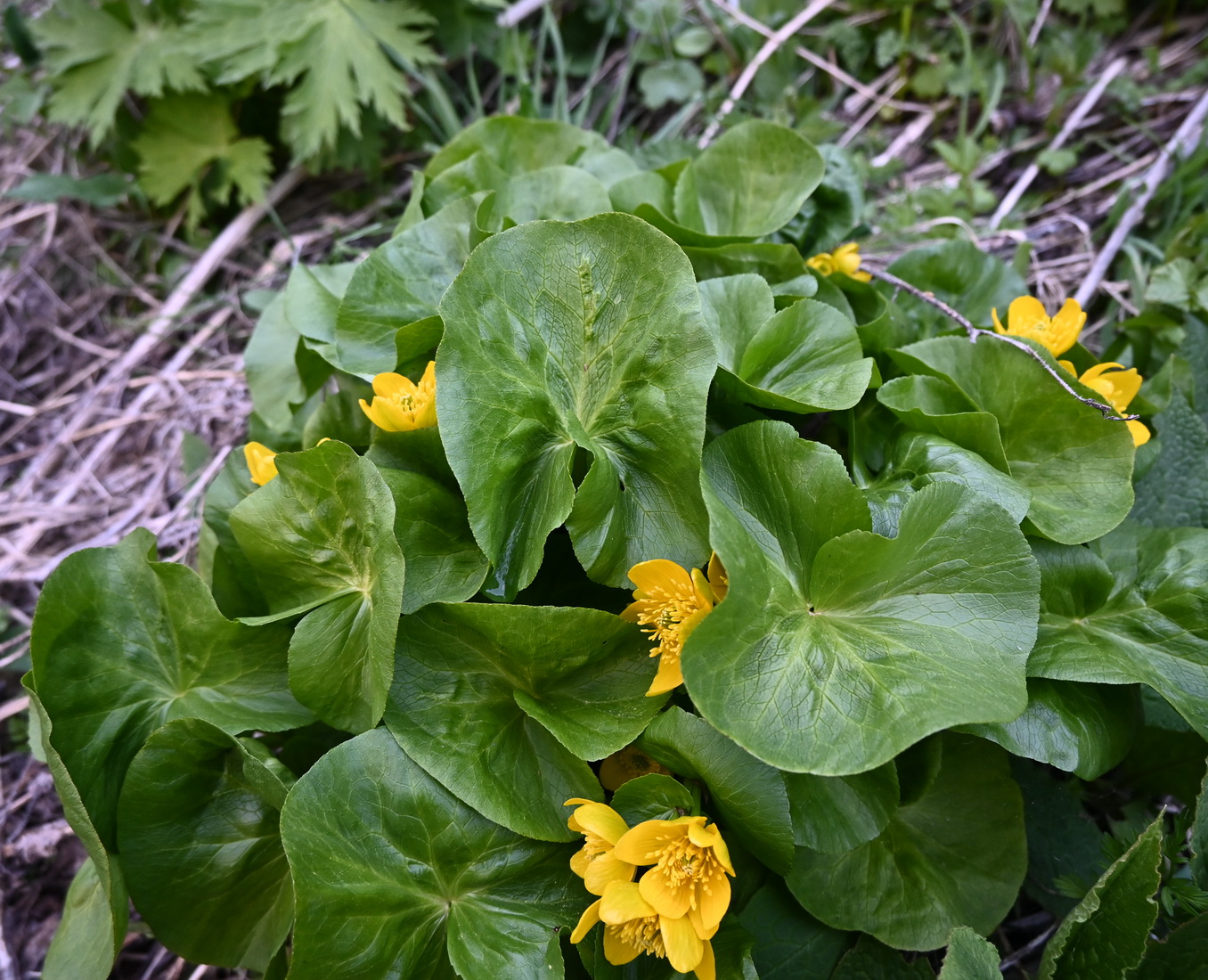 Image of Caltha polypetala specimen.