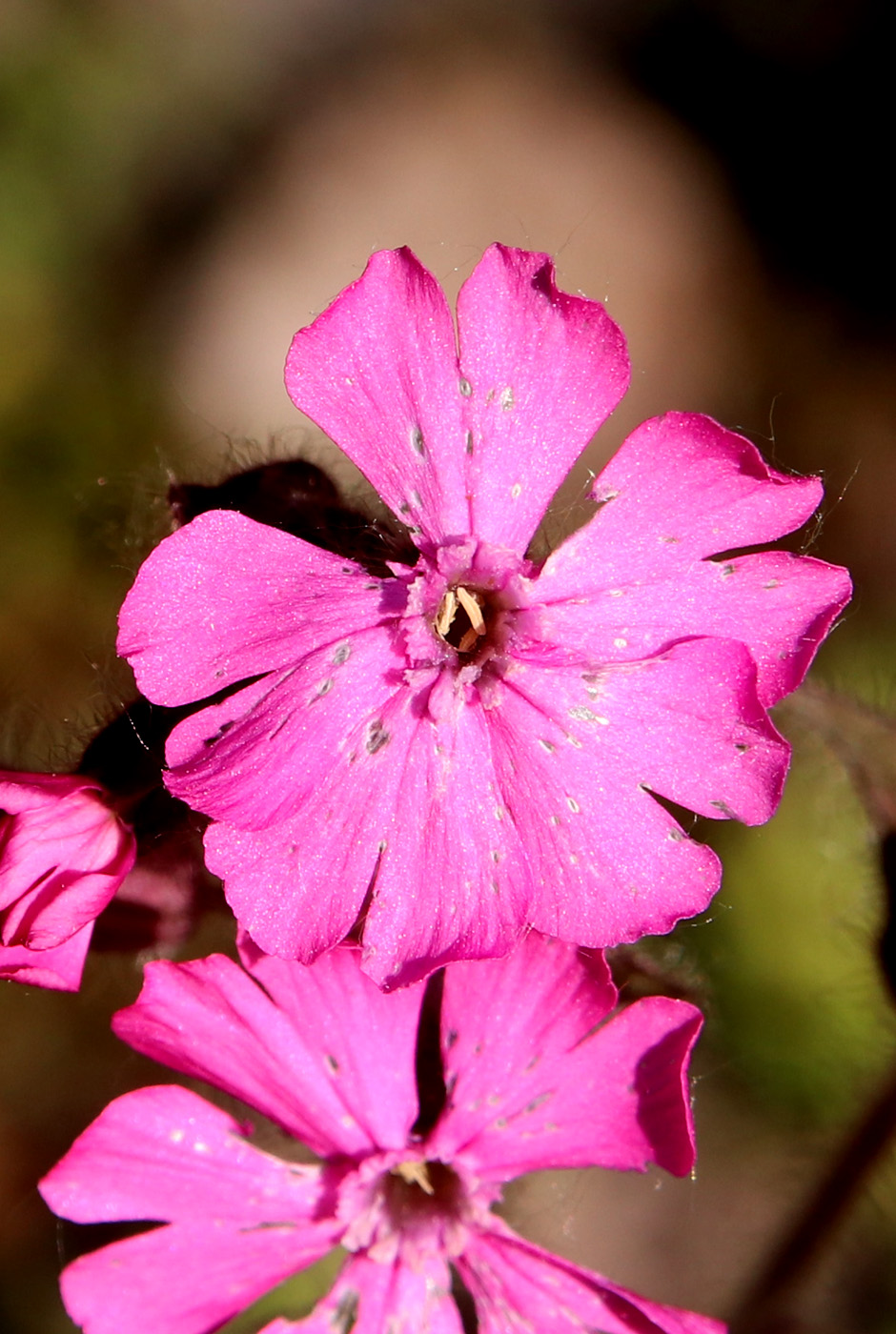 Image of Melandrium dioicum specimen.