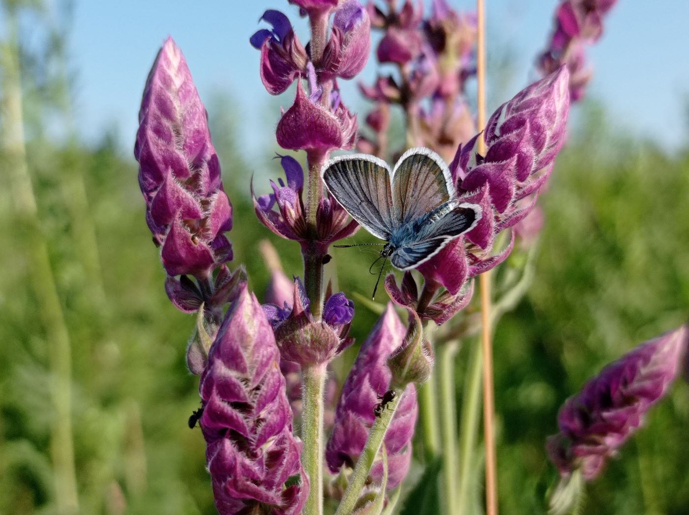 Image of Salvia tesquicola specimen.