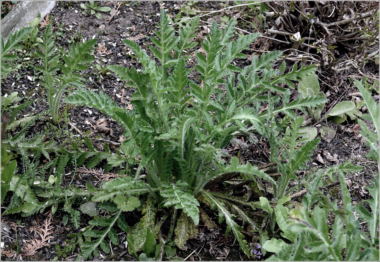 Image of Papaver setiferum specimen.