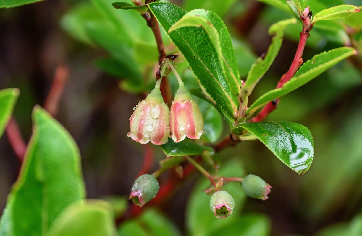 Image of Vaccinium padifolium specimen.