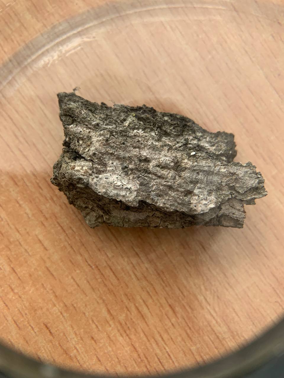 Image of Unknown species specimen.