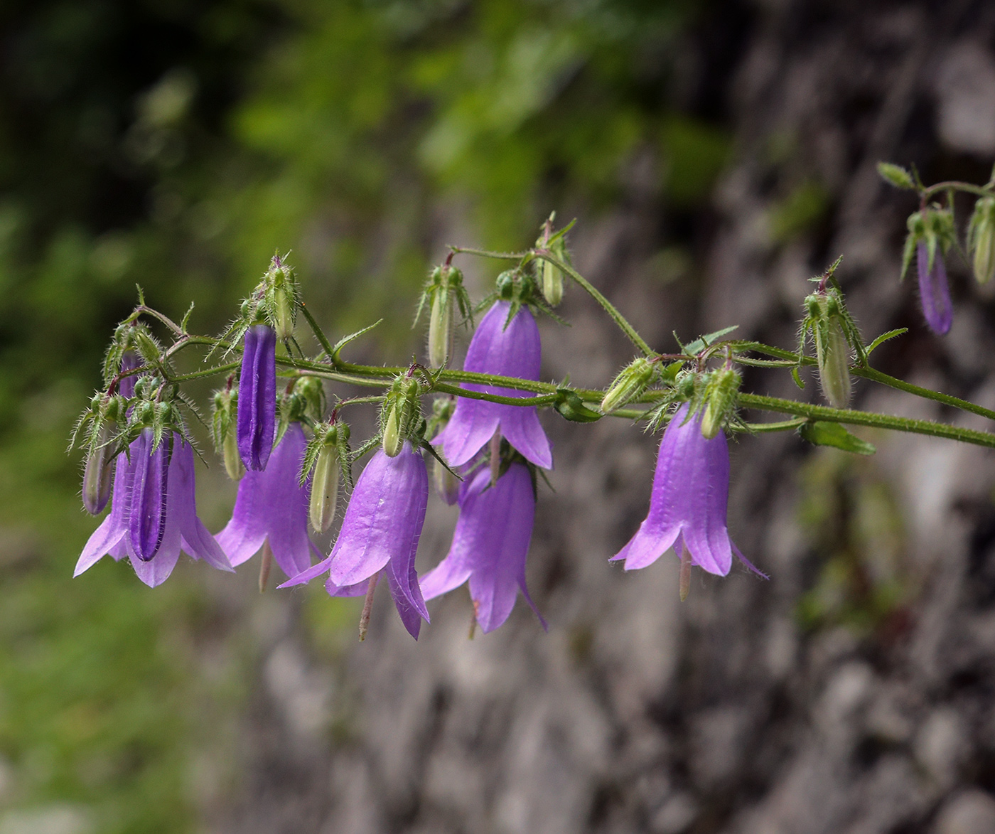 Image of Campanula longistyla specimen.