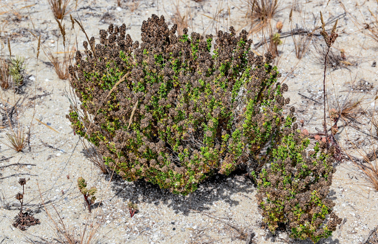 Изображение особи род Thymus.