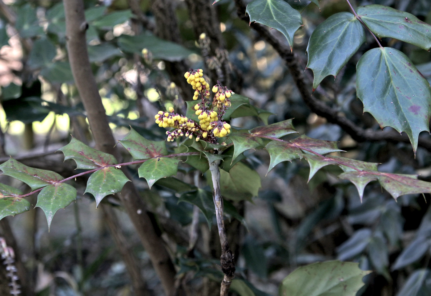 Image of Mahonia bealei specimen.