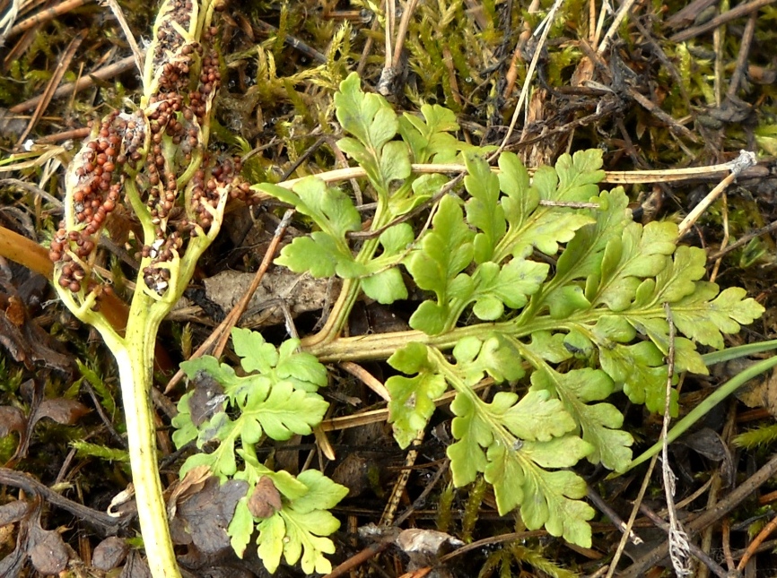 Image of Botrychium multifidum specimen.