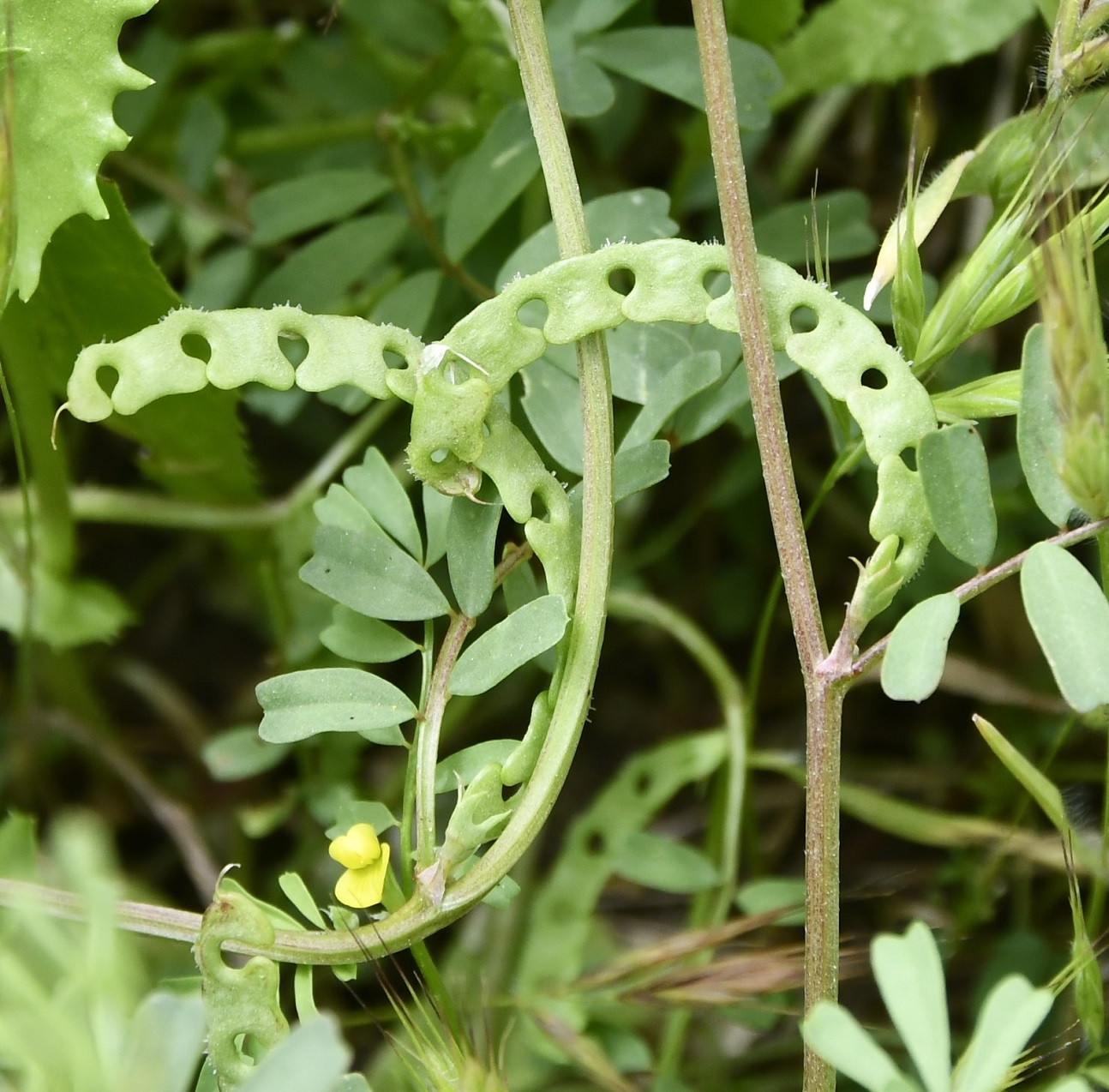 Изображение особи Hippocrepis bisiliqua.