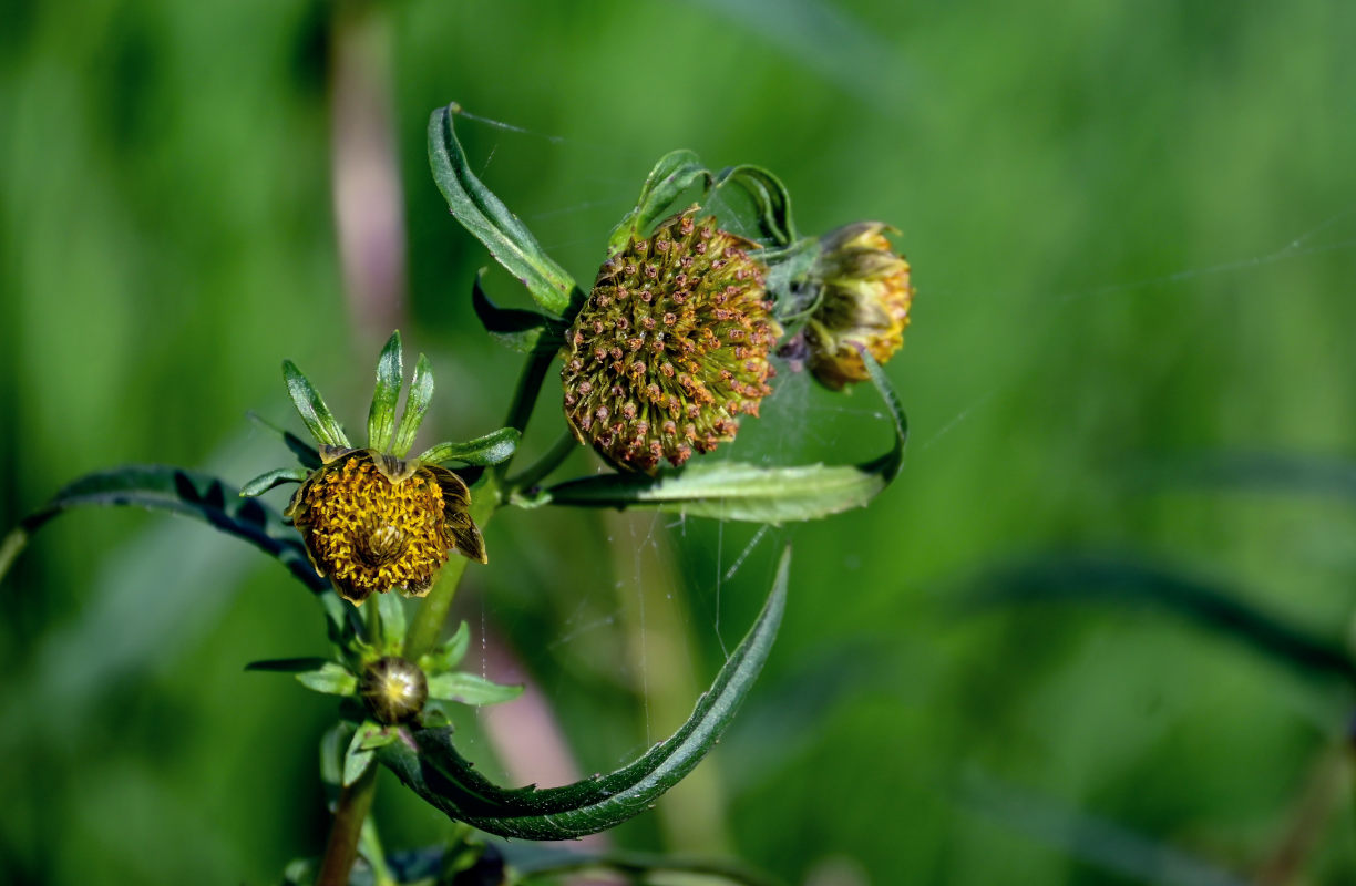 Изображение особи Bidens cernua.
