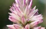 genus Celosia