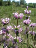 Phlomoides tuberosa. Верхушки цветущих побегов. ЛНР, г. Северодонецк, р-н Щедрищево, левый берег р.Боровая, открытый степной участок. 12.06.2013.
