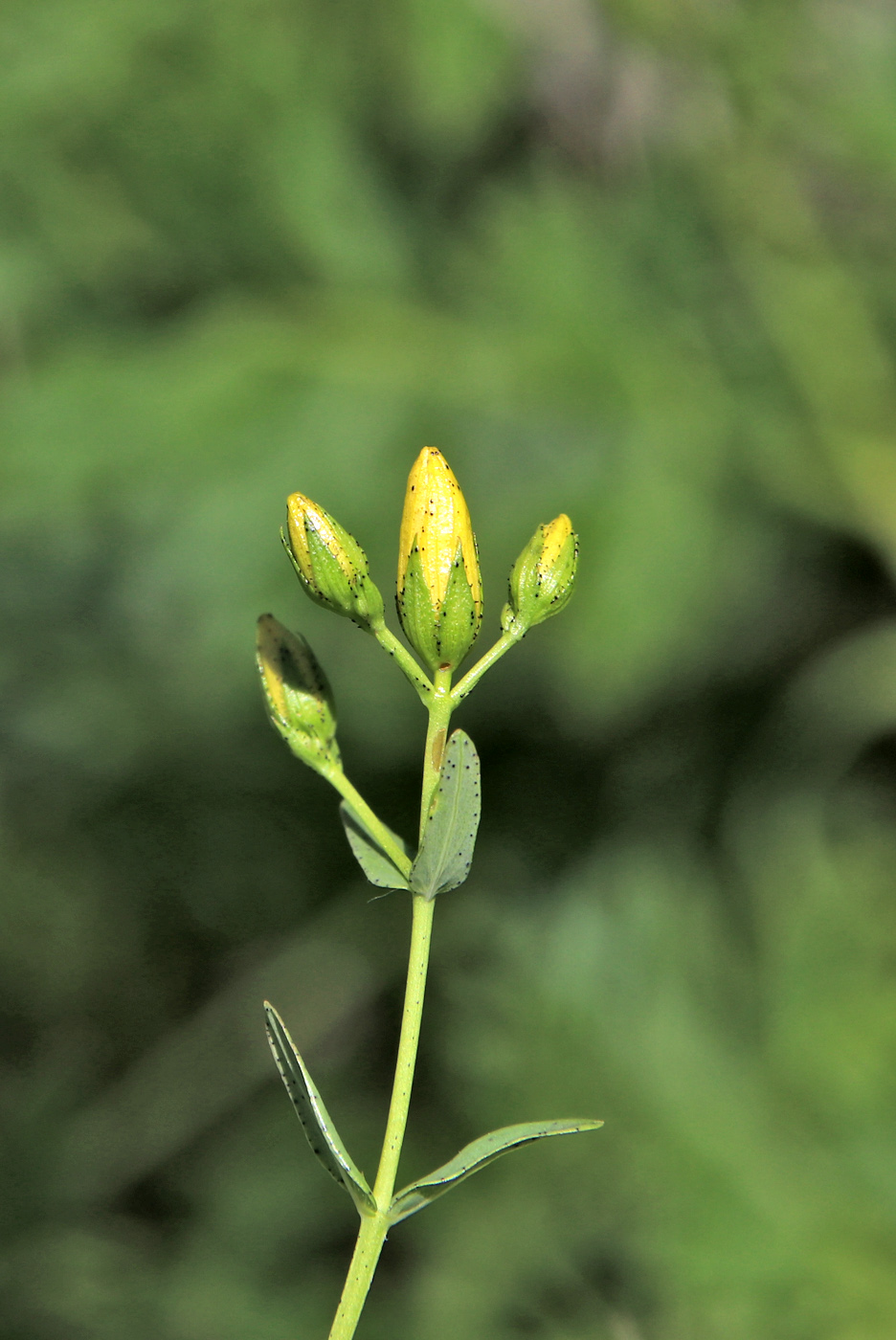 Изображение особи Hypericum elegans.