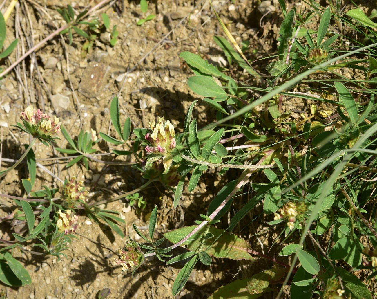 Image of familia Fabaceae specimen.