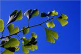 Ginkgo biloba. Листья. Московская обл., Раменский р-н, окр. дер. Хрипань, садовый участок. 17.07.2026.