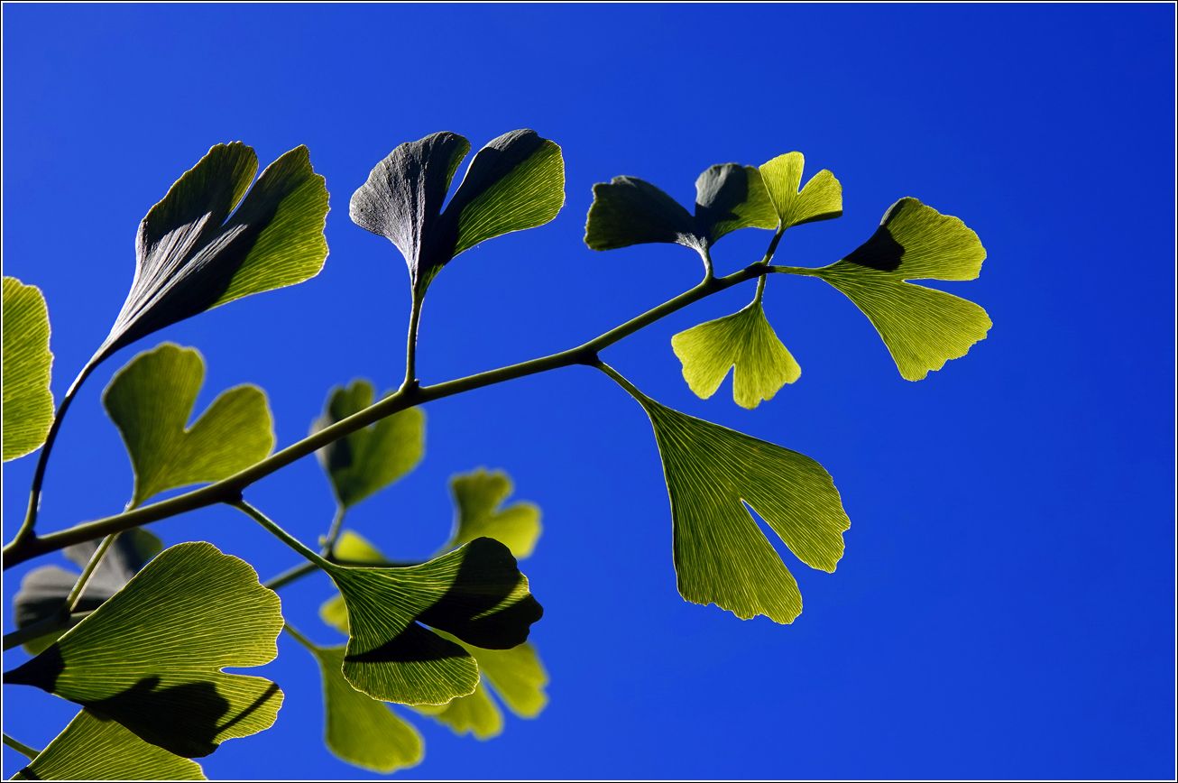 Изображение особи Ginkgo biloba.