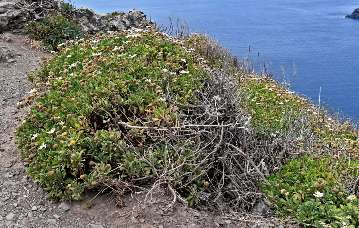 Image of Argyranthemum pinnatifidum ssp. succulentum specimen.
