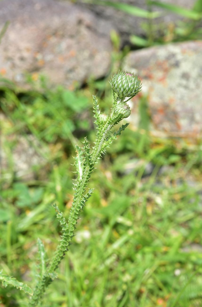 Image of genus Carduus specimen.