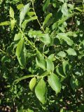 genus Salix. Молодые побеги. Ленинградская обл., Ломоносовский р-н, окр. Шепелёвского маяка; п-ов Каравалдай, берег Финского залива, каменисто-песчаное подножье песчаного берегового вала. 20.06.2026.