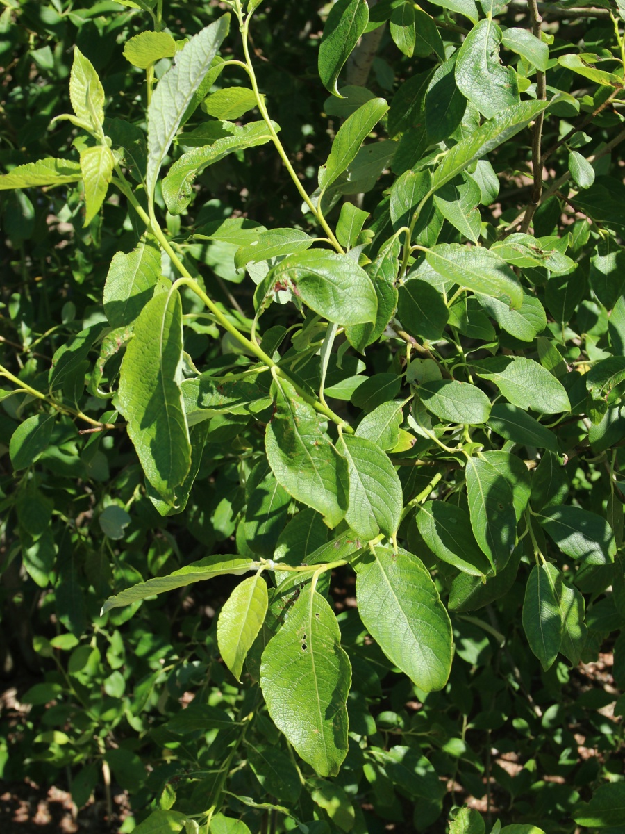 Image of genus Salix specimen.