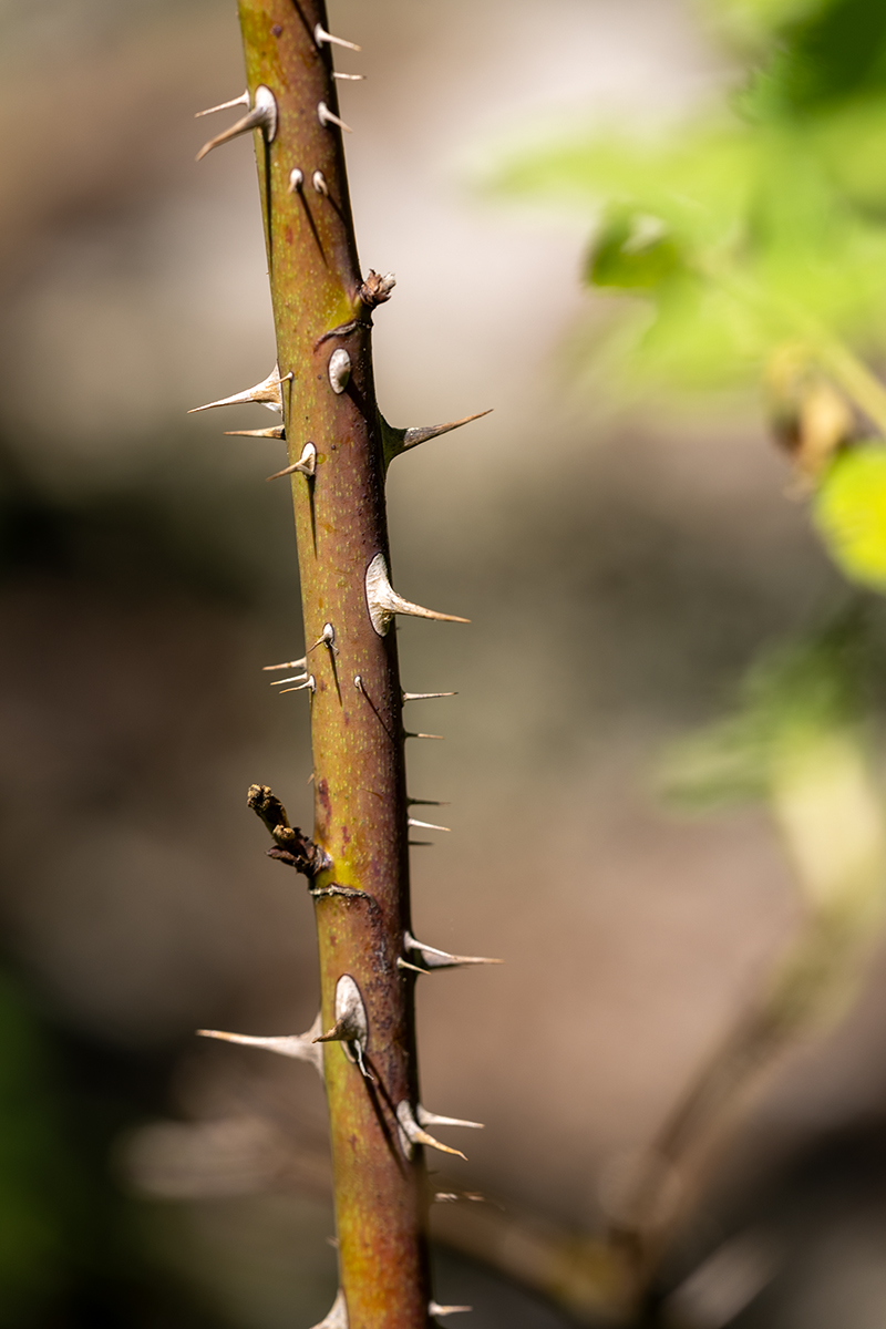 Image of genus Rosa specimen.