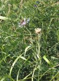genus Centaurea. Цветущее и плодоносящее растения. Армения, Вайоцдзорская обл., близ с. Мартирос, горный луг. 09.07.2022.