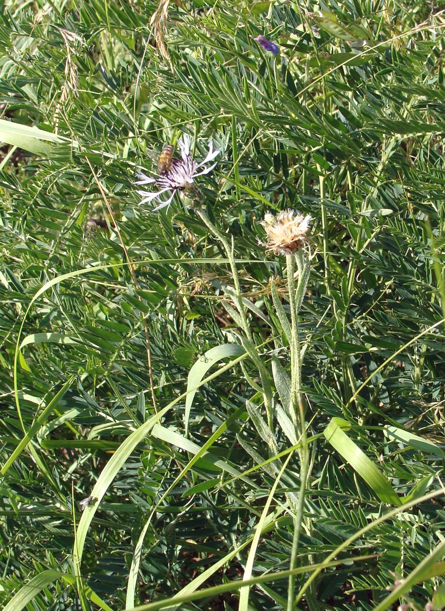 Image of genus Centaurea specimen.