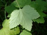 genus Ribes. Лист (абаксиальная сторона). Хабаровский край, окр. г. Комсомольск-на-Амуре, смешанный лес. 02.07.2026.
