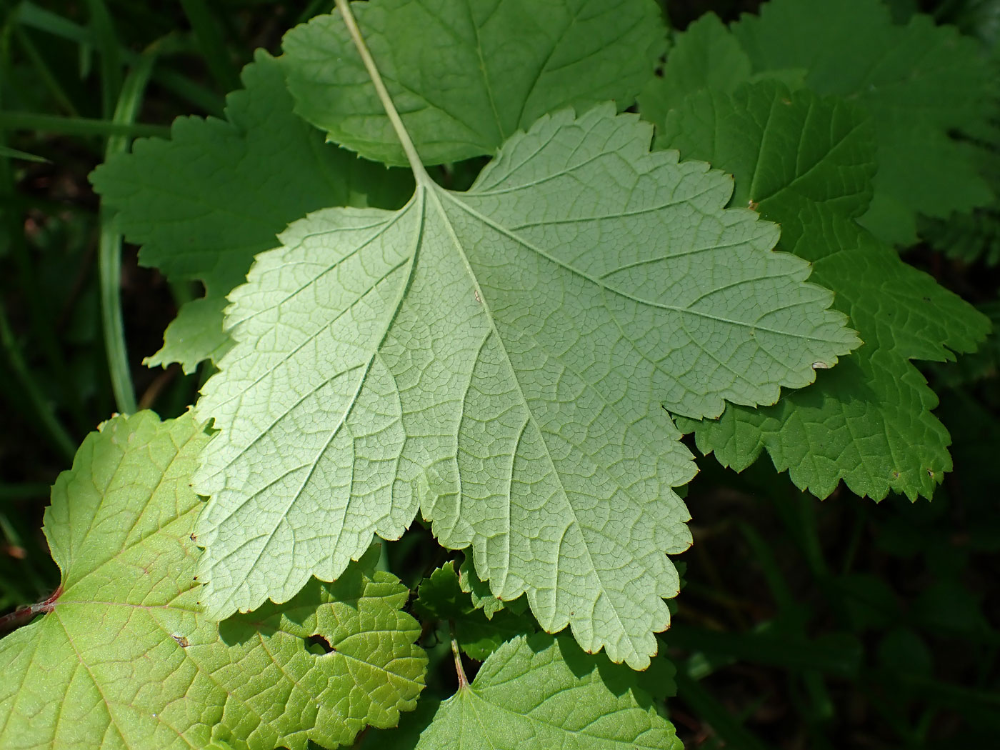 Image of genus Ribes specimen.