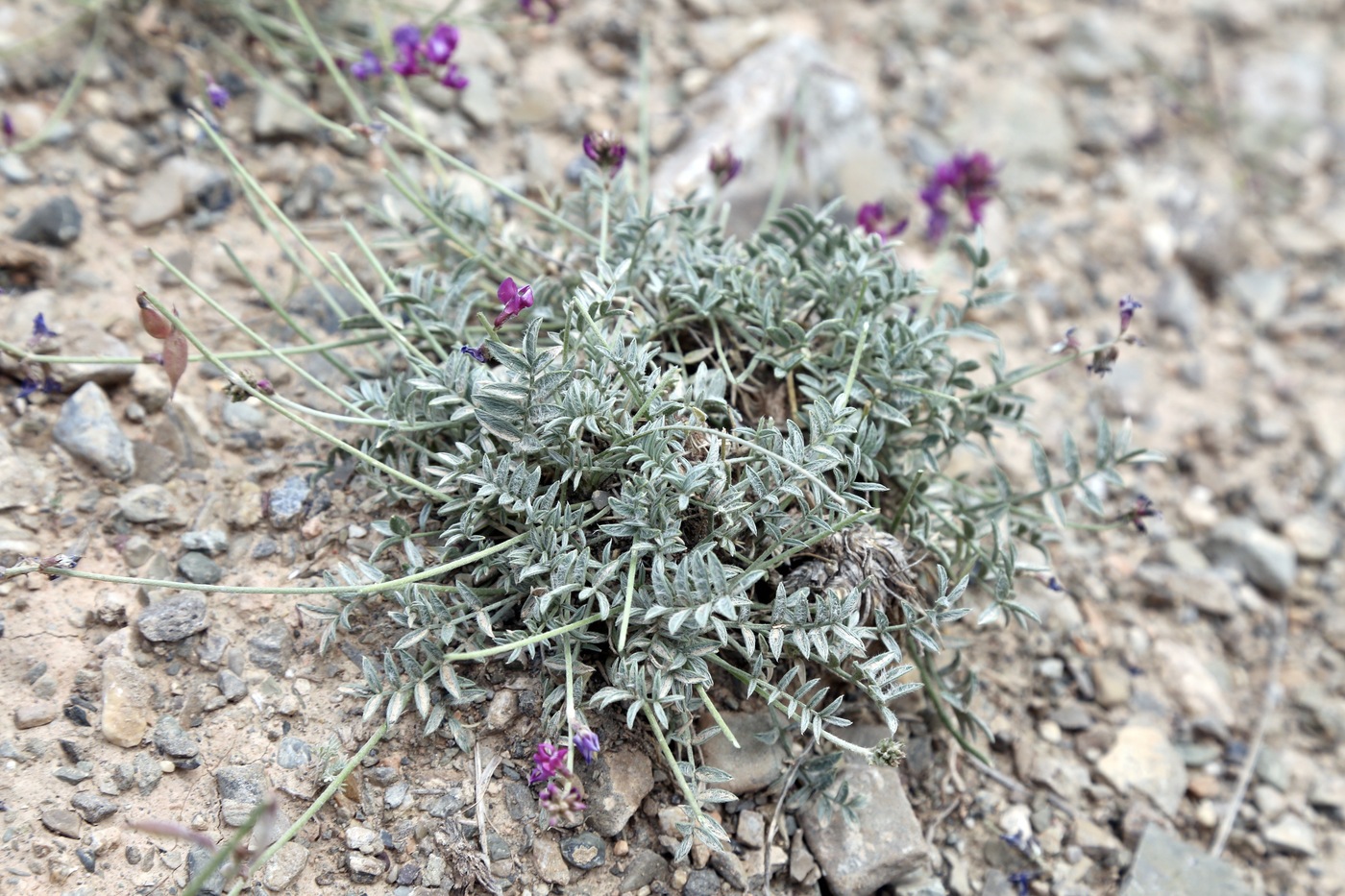 Изображение особи Oxytropis integripetala.